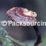 Ganoderma lucidum,Reishi Mushroom,health food,OEM -dali